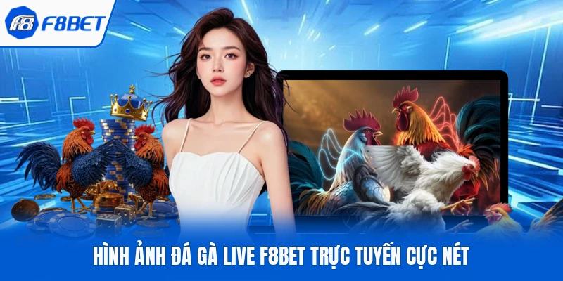 Hình ảnh đá gà live F8Bet trực tuyến cực nét