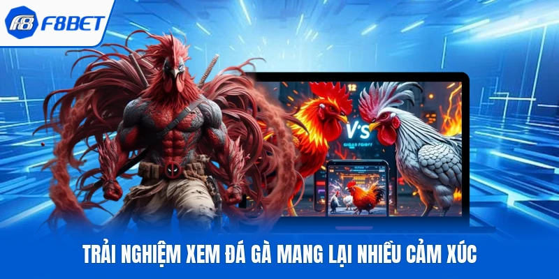 Trải nghiệm xem đá gà mang lại nhiều cảm xúc
